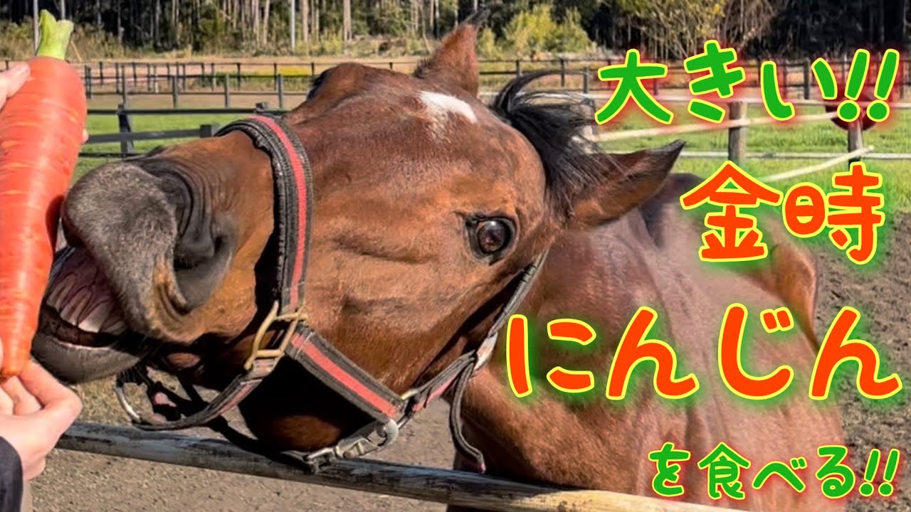 大きい!! 金時にんじん全部あげる