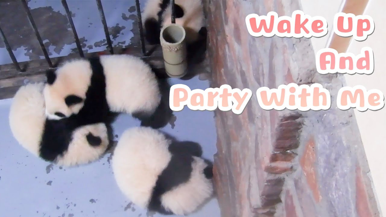 The Only Awake Panda Baby At The End Of A Party | iPanda