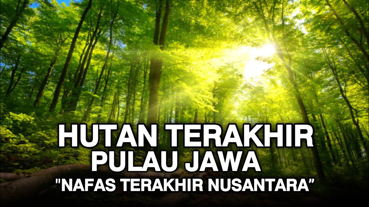 🌿 Dokumenter Alam Liar | Hutan Pulau Jawa &ndash; Keindahan & Konservasi Hutan Tropis Indonesia.