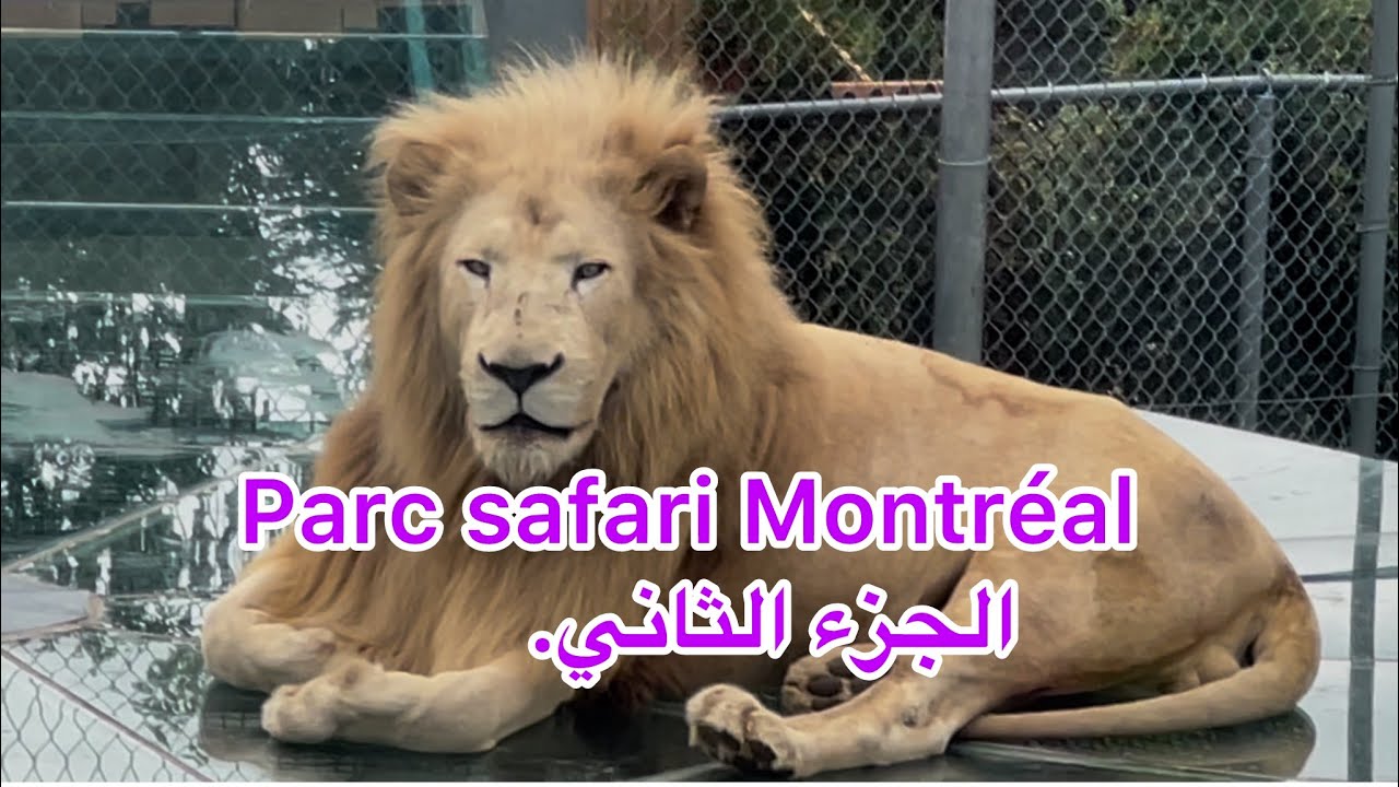 اليوم حبايبي تتمة فديو بارك سفاري سوف نكتشف الكثير منها زيارة لعرين الأسد و باقي الأماكن الترفيهية 👍