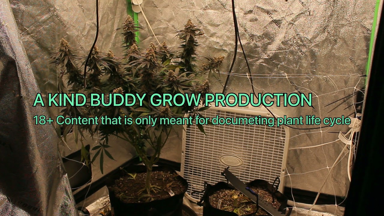 Harvesting Sugarcane By Inhouse Genetics.