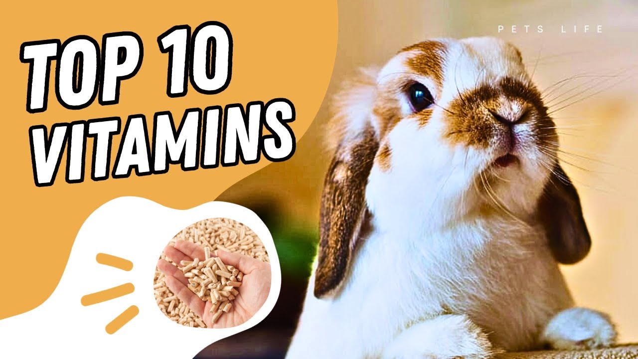 Top 10 Best Multivitamins for Rabbits