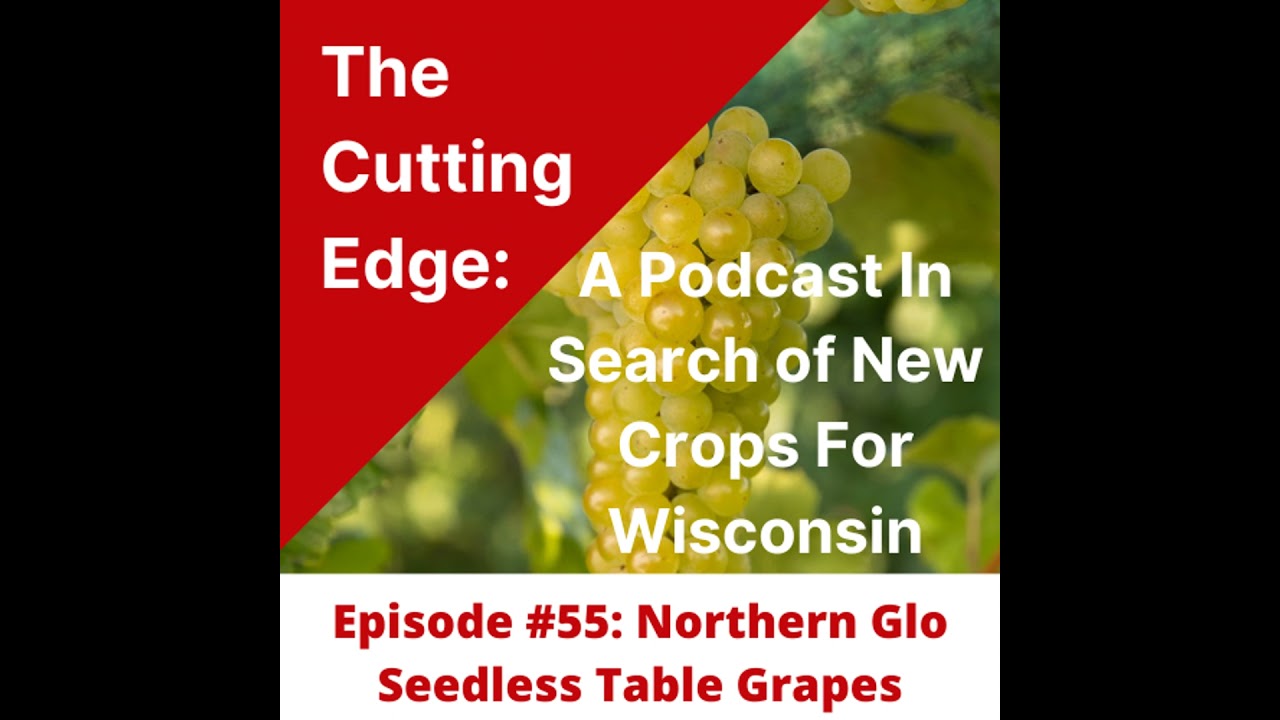 Episode #55 Northern Glo Seedless Table Grapes