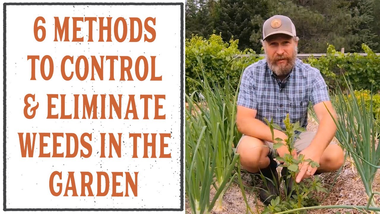 DO THESE THINGS TO ELIMINATE WEEDS IN THE GARDEN!