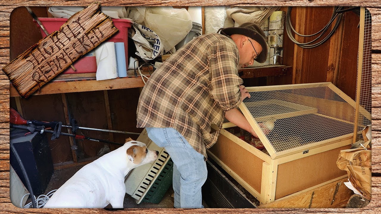 Time to Move the Baby Quail To The Outside Hutches