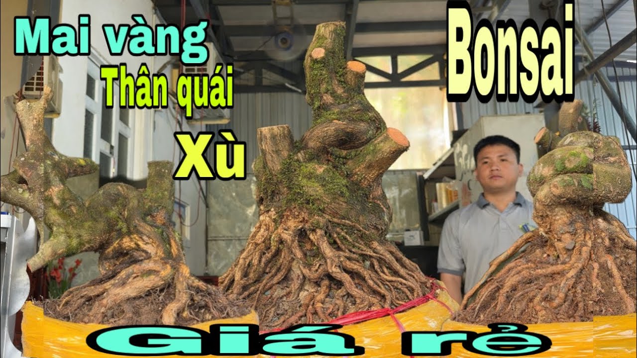 Mai vàng xù thân quái bonsai giá rẻ ngày 14/3/2026 Xuân 0776000017 