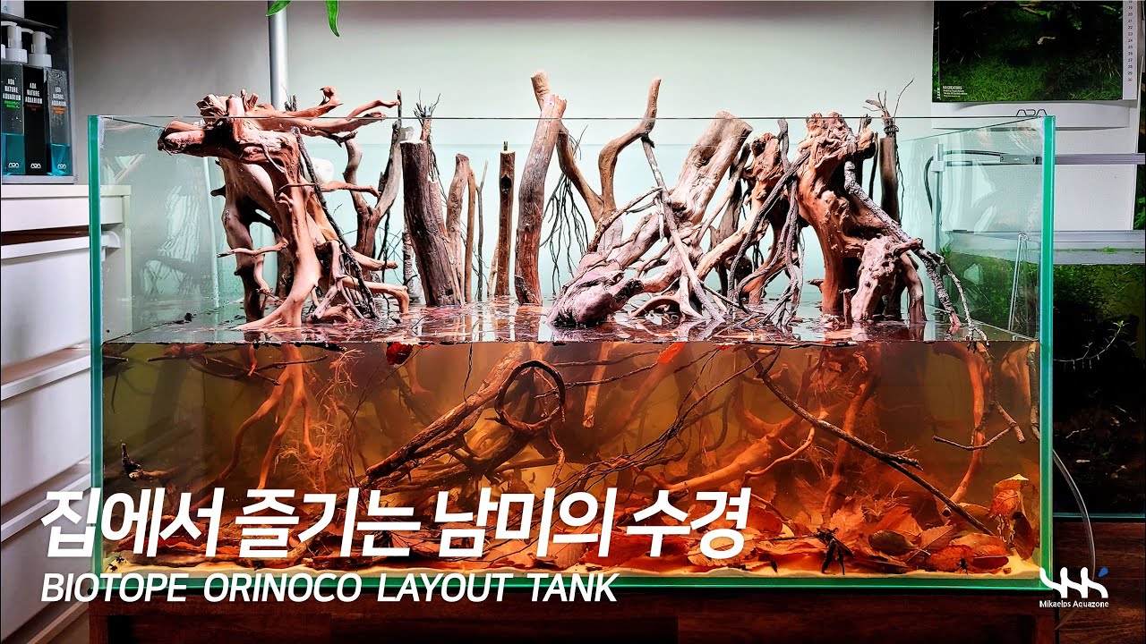 집에서 즐기는 남미의 수경 (ORINOCO BIOTOPE LAYOUT)