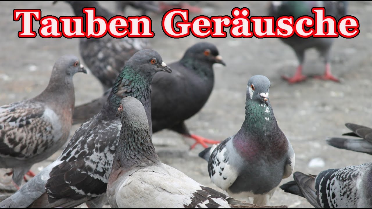 Tauben ger&auml;usche - Brieftauben