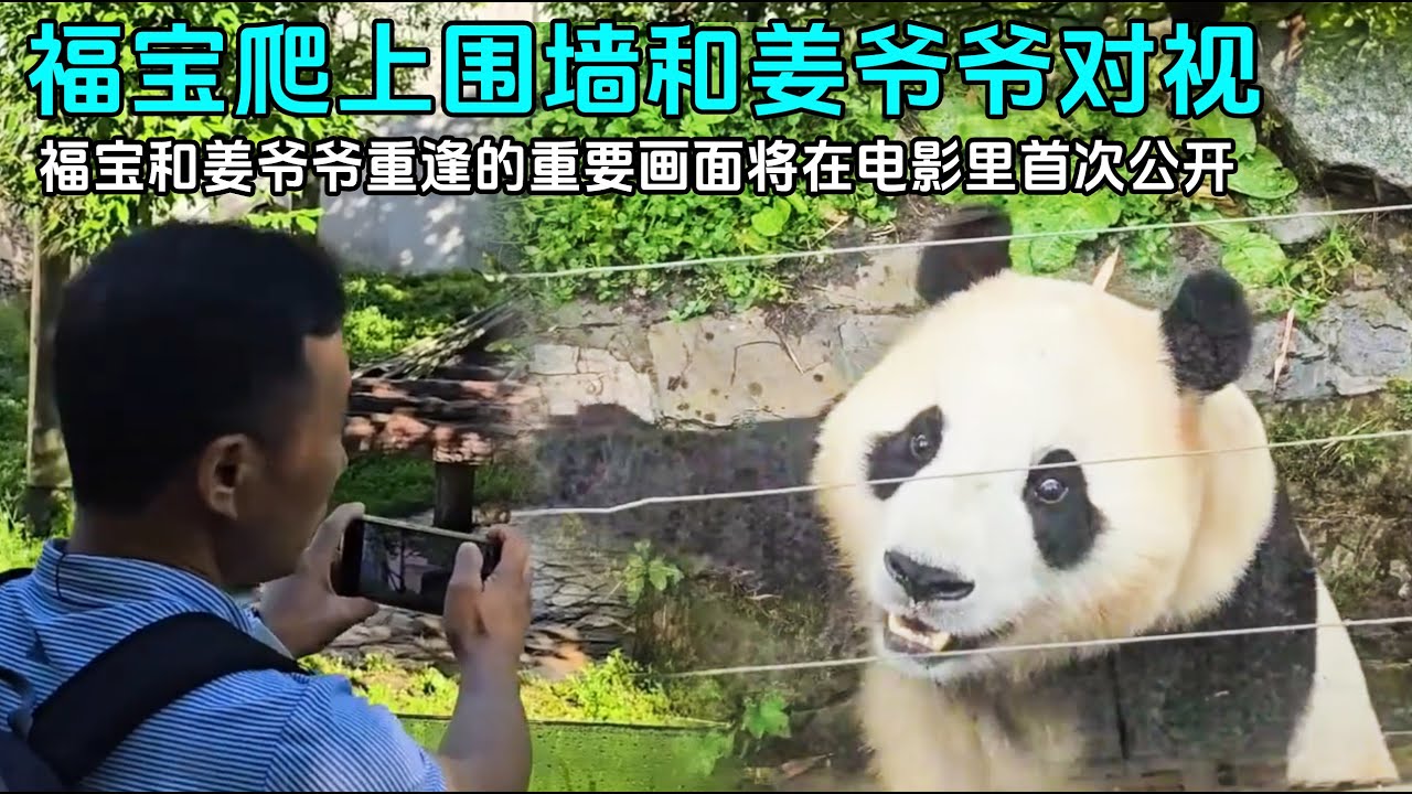 9.4福宝电影即将上映，电影中福宝爬上围墙和姜爷爷对视，福宝记得姜爷爷#panda #fubao #푸바오 #루이바오 #후이바오
