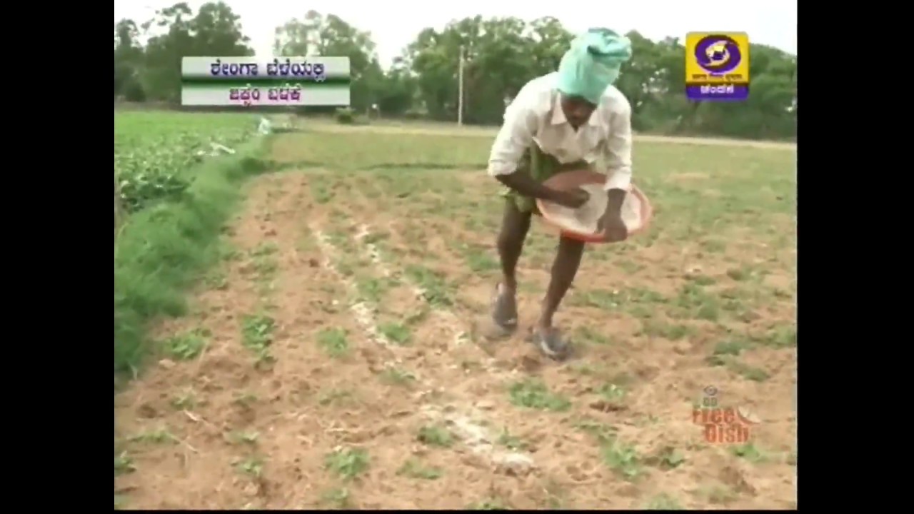 How to Use  Gypsum in Groundnut Cultivation |Krishidarshan |DD Chandana