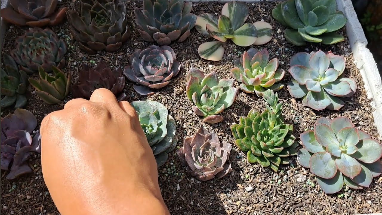 Plantando rosetas de suculentas decapitadas, son muchísimas 🪷