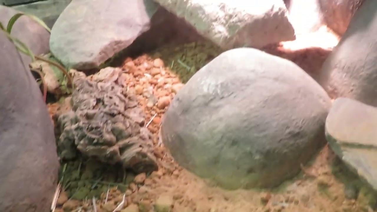 Jacksonville Zoo Full Tour 2022