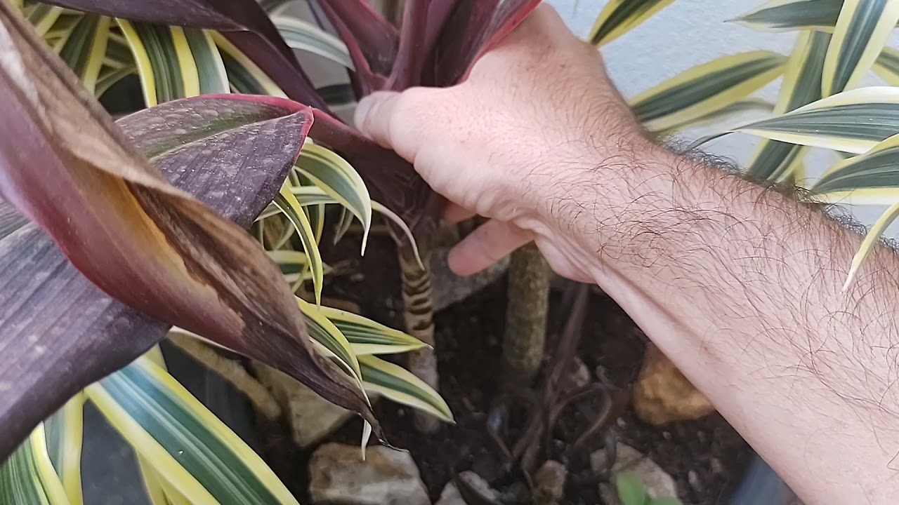 COMO PODAR DRACENA | Cordyline | Coqueiro de vênus | ESTRUTURAÇÃO  - PARTE 01.