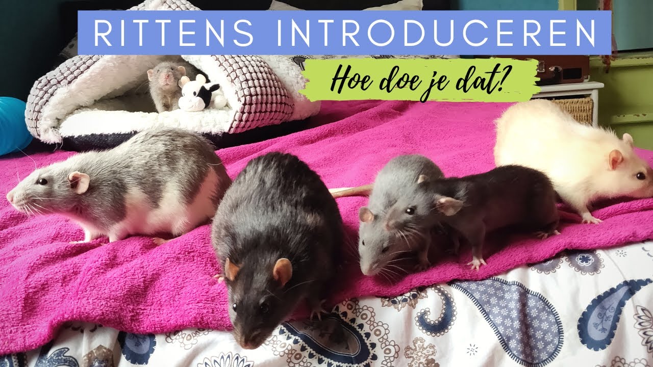 Ratten Introduceren // Hoe doe ik dat veilig? | DIY Pets & Life