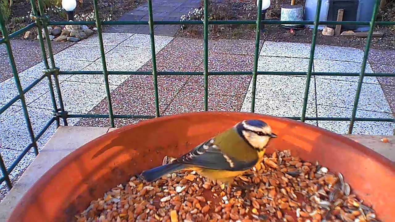 Feeding birds.