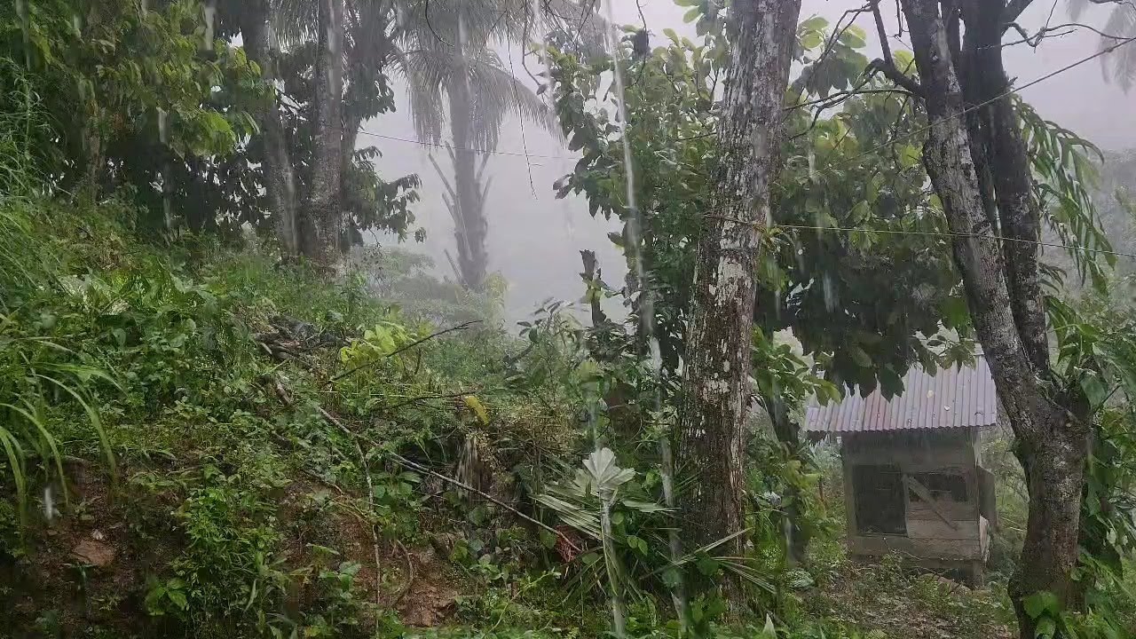 Live Rain ASMR