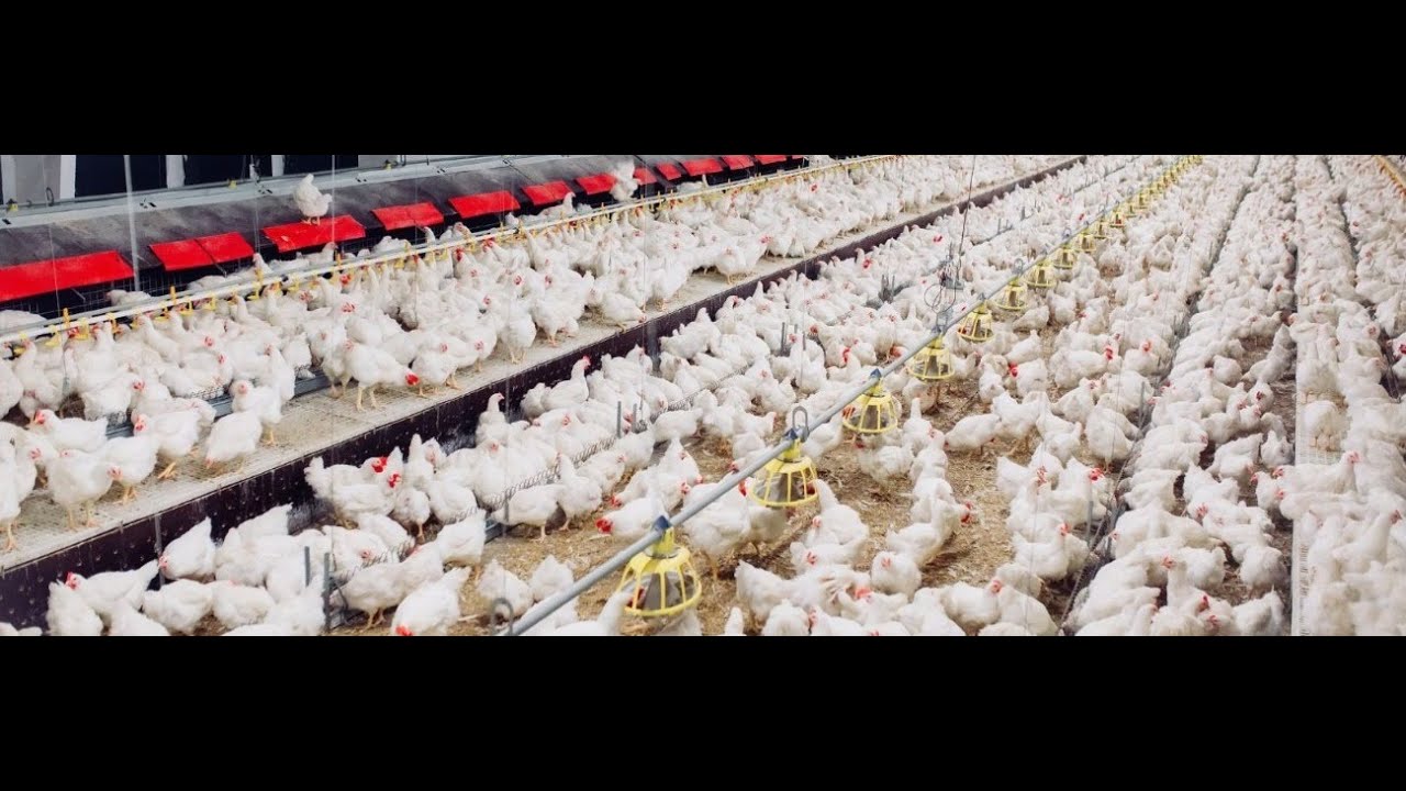 Vídeo sobre la crianza de pollos de engorde en el suelo