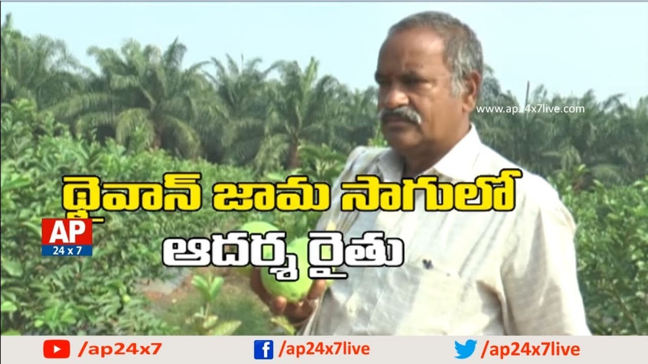 Farmer Success Story on High Density of Taiwan Guava (Jama) Cultivation | Rythu Ratham | AP24x7