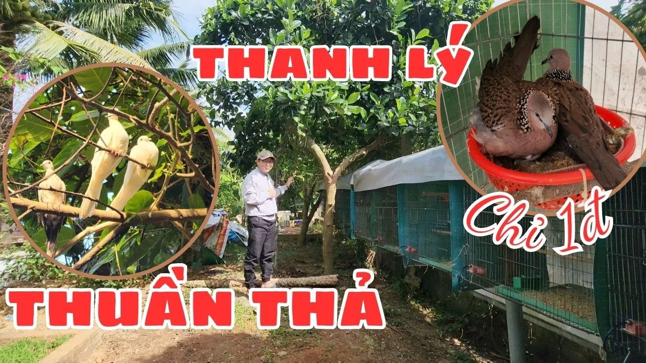 ⭕CÁCH nuôi cu gáy THUẦN THẢ -THANH LÝ LÚA NON CU GÁY MALAYSIA SINH SẢN | Lưu Tam Birds & Garden Life