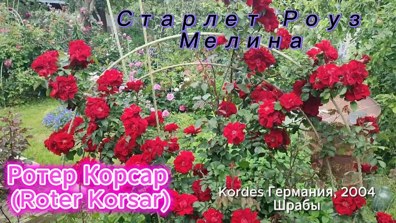 Обзор двух розочек : Старлет  Роуз  Мелина   и  Ротер Корсар