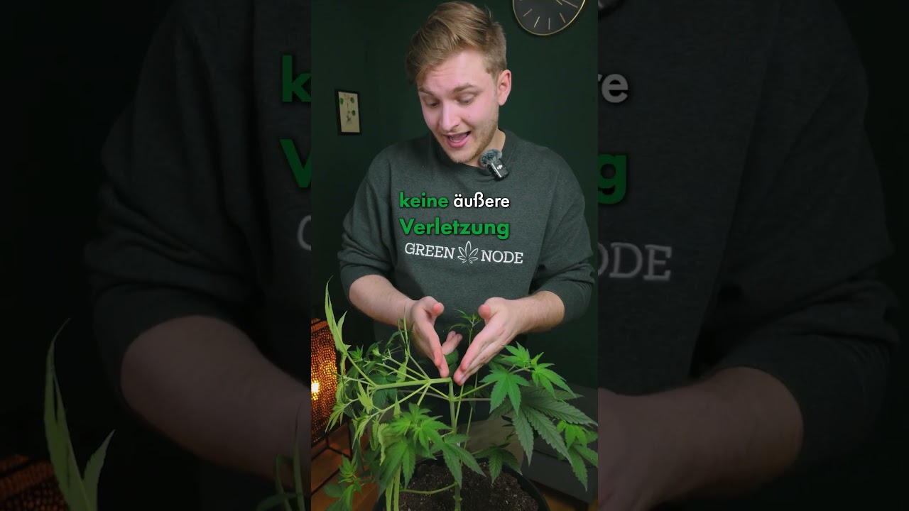 HST: SUPERCROPPING in 1 Minute erkl&auml;rt | #greennode