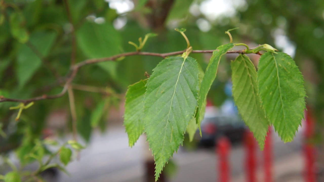 Educational videos on nature (Downy Birch - Leaves - May 2017)
