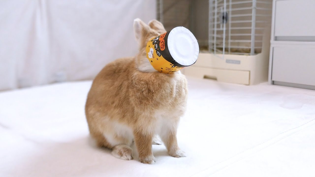 我が家のうさぎの可愛い瞬間がいっぱいだから見てほしい
