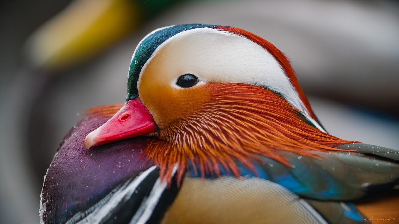 Mandarin Duck. GH5S 4K