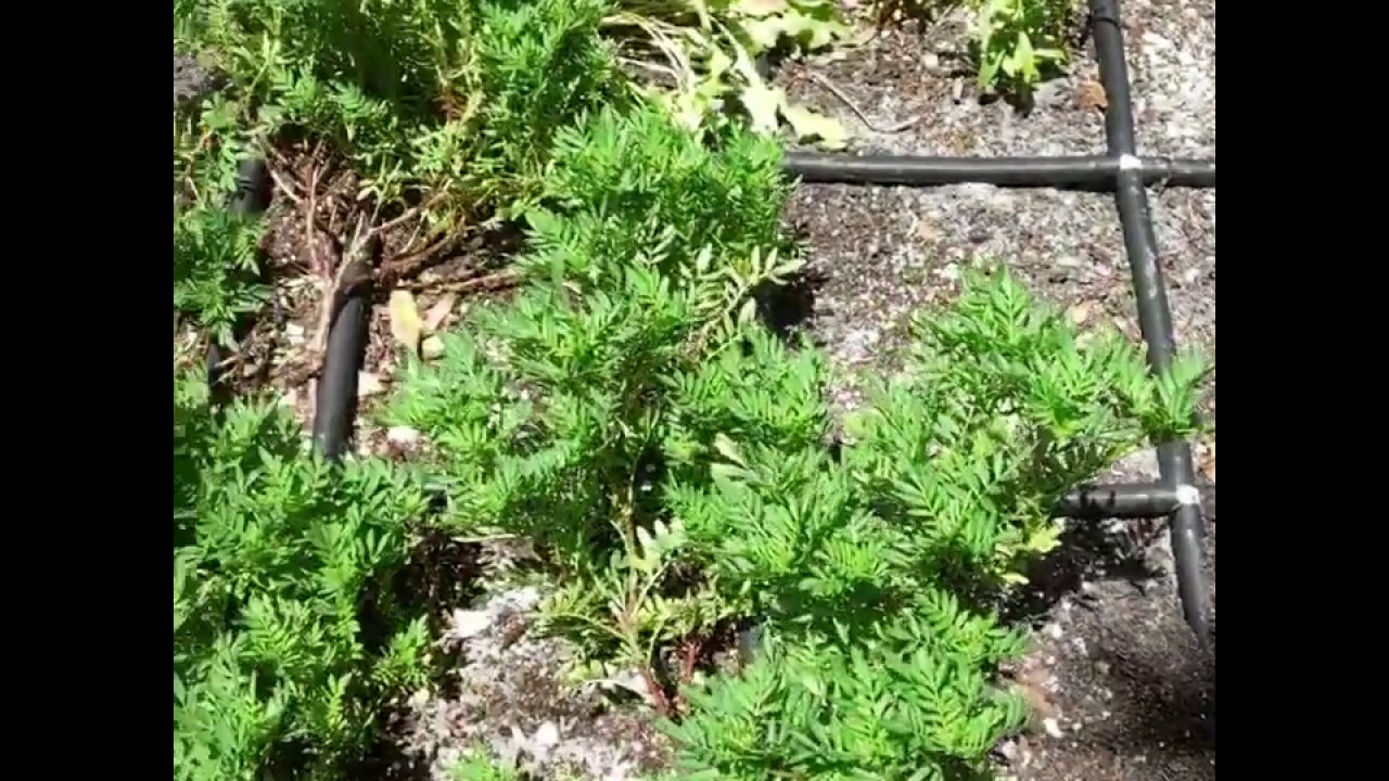 Marigold and Nematodes - Turning Marigold into Garden Soil to Fight Off Plant Parasitic Nematodes