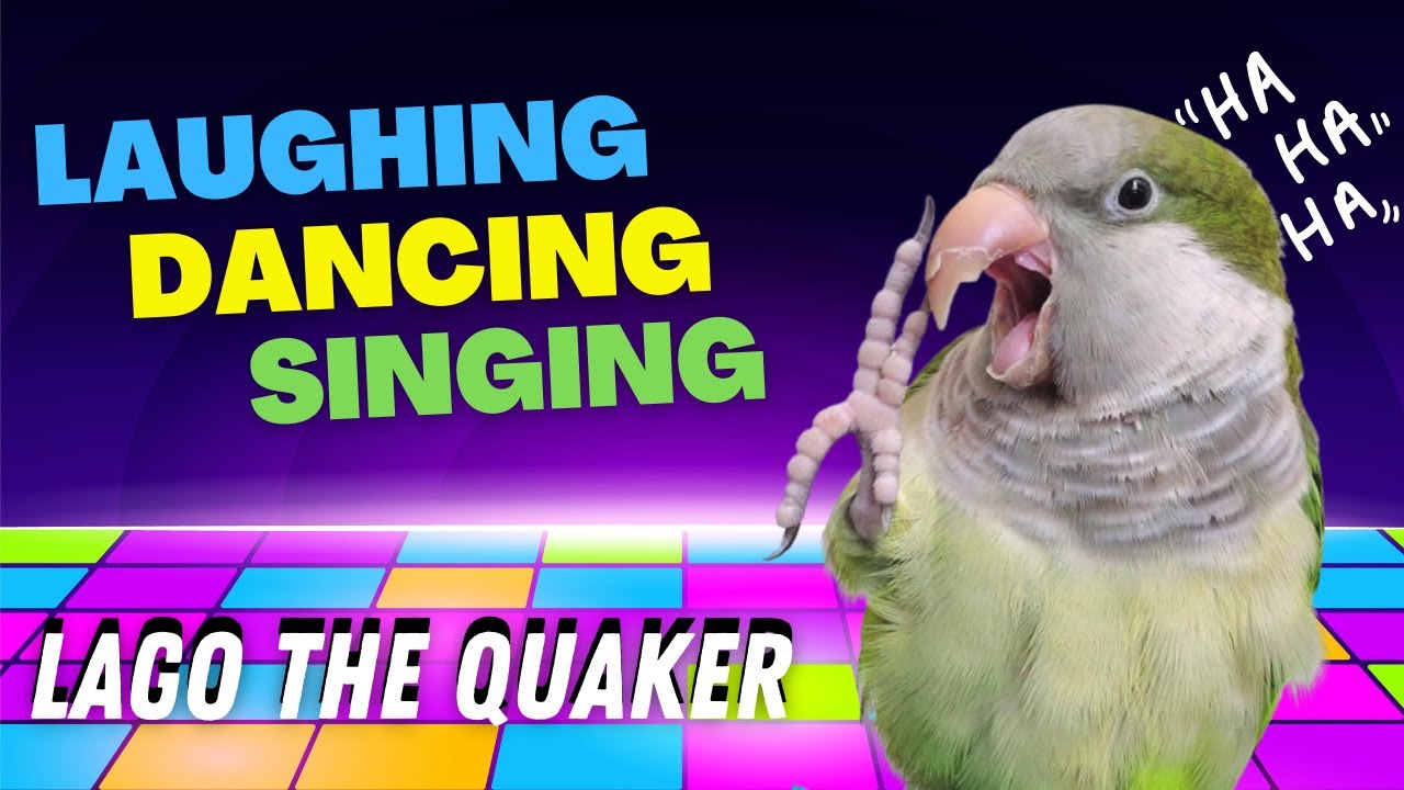 Quaker Parrot Laughing | Parrot Laugh attack | Lago the Quaker