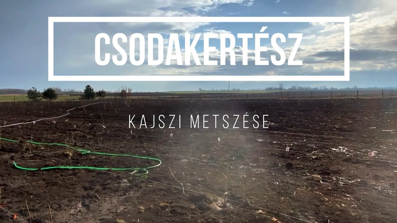 Csodakertész - Egy éves kajszi metszése