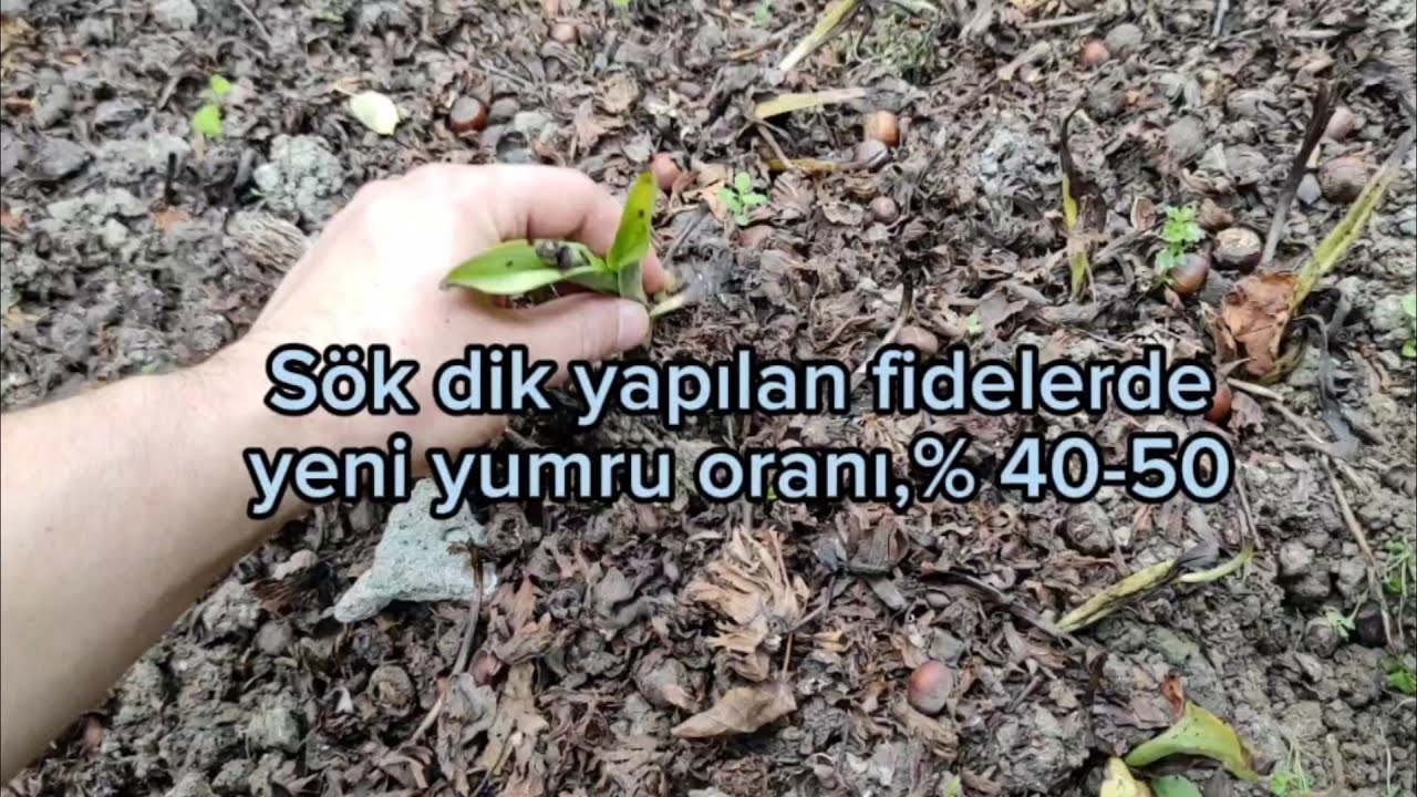 Hasatını yapıp geri diktiğimiz salep fidelerinin yeni yuumru verimi l Salep l Salep Yetiştiriciliği
