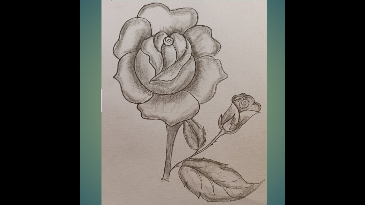 Rose 🌹 drawing, How to draw Rose with pencil sketch,