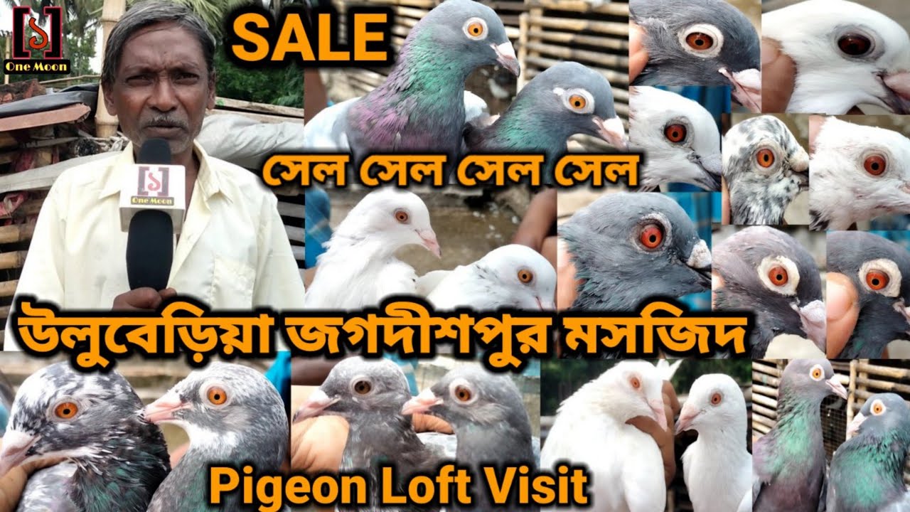 Uluberia Jagdishpur Pigeon Loft Visit || Pigeon Loft Visit || One Moon