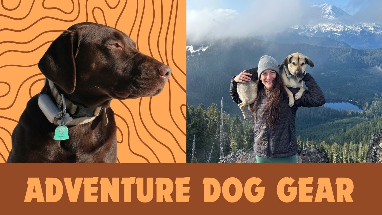 Dog Gear for your Next Adventure