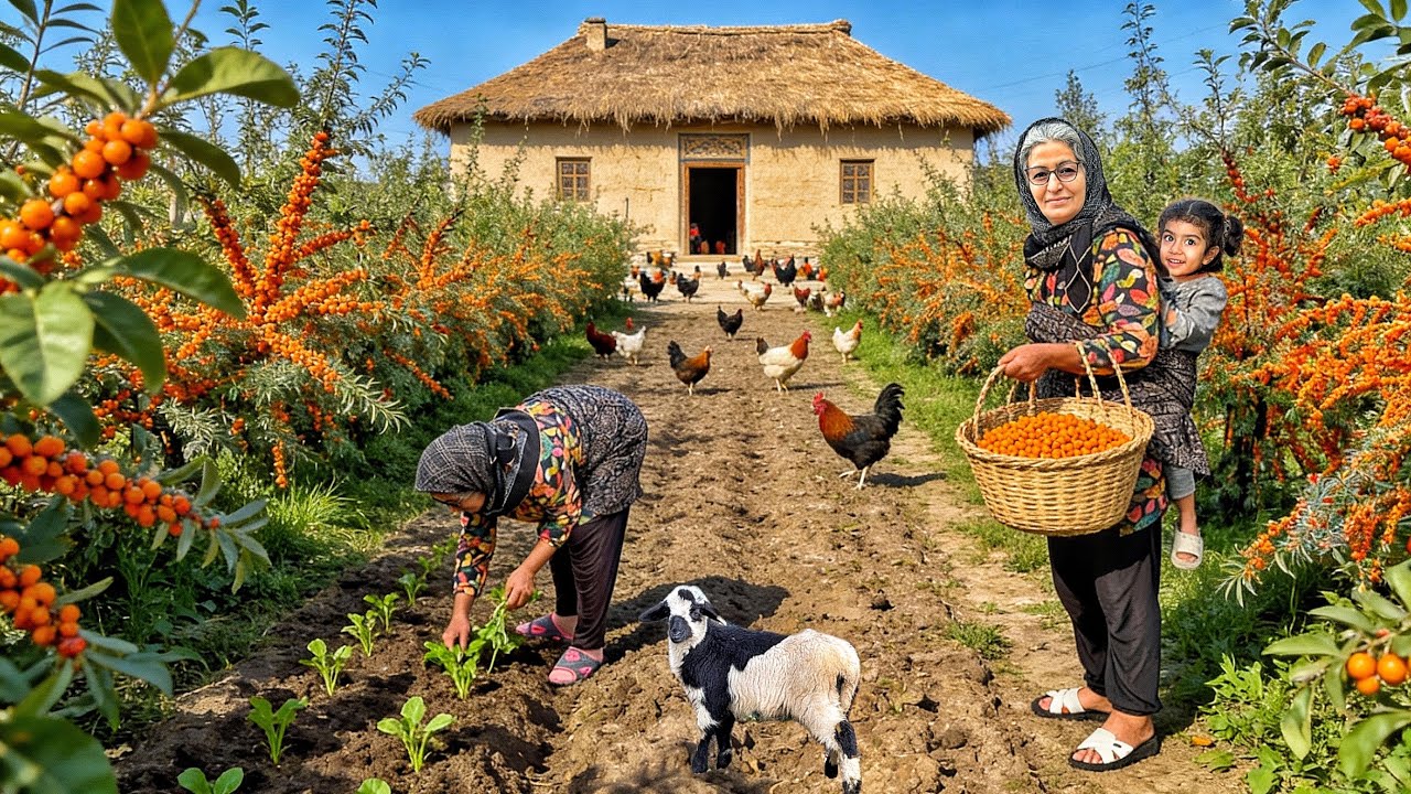 IRAN Village Life | Silverberry Harvest, Jam Making & Gardening