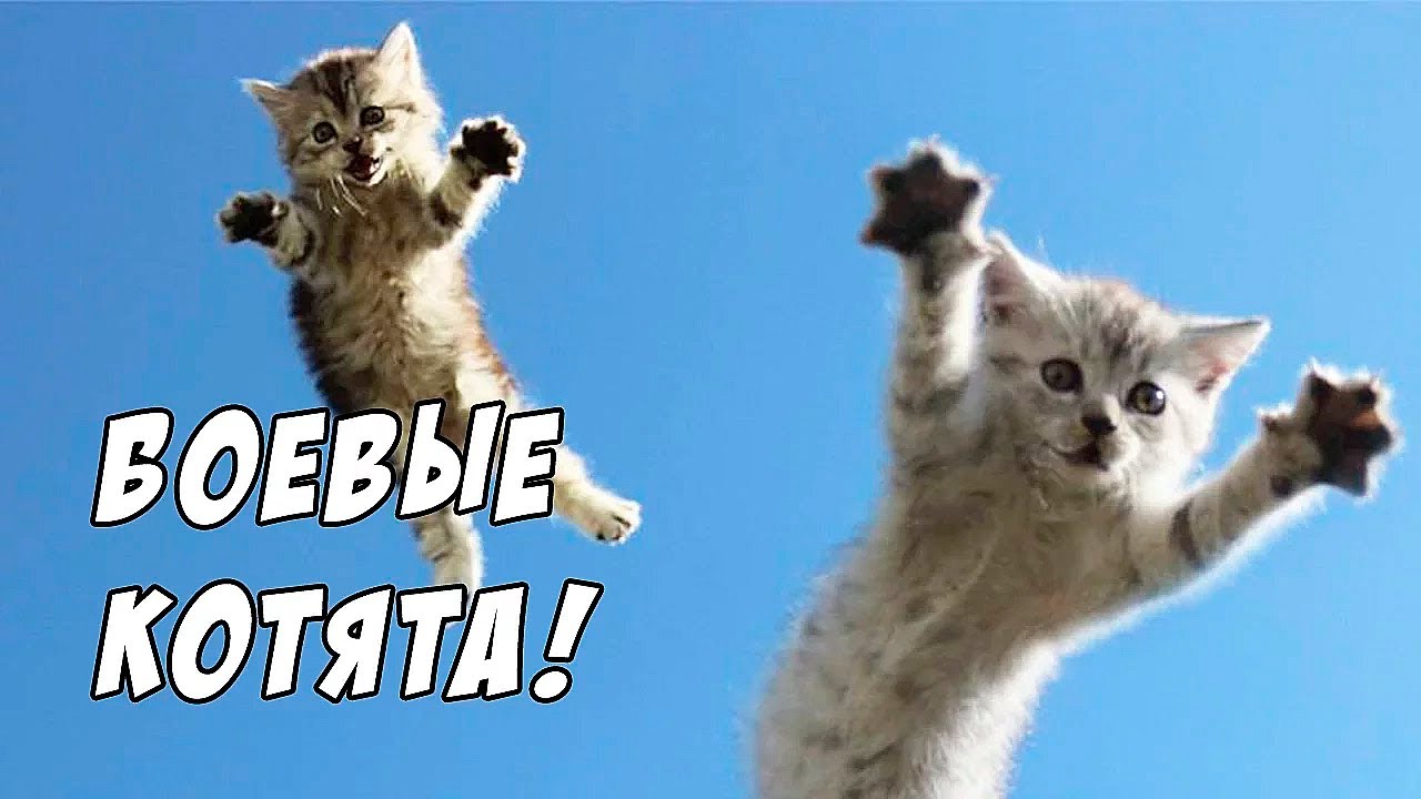 Котята Атакуют! - Strikeforce Kitty