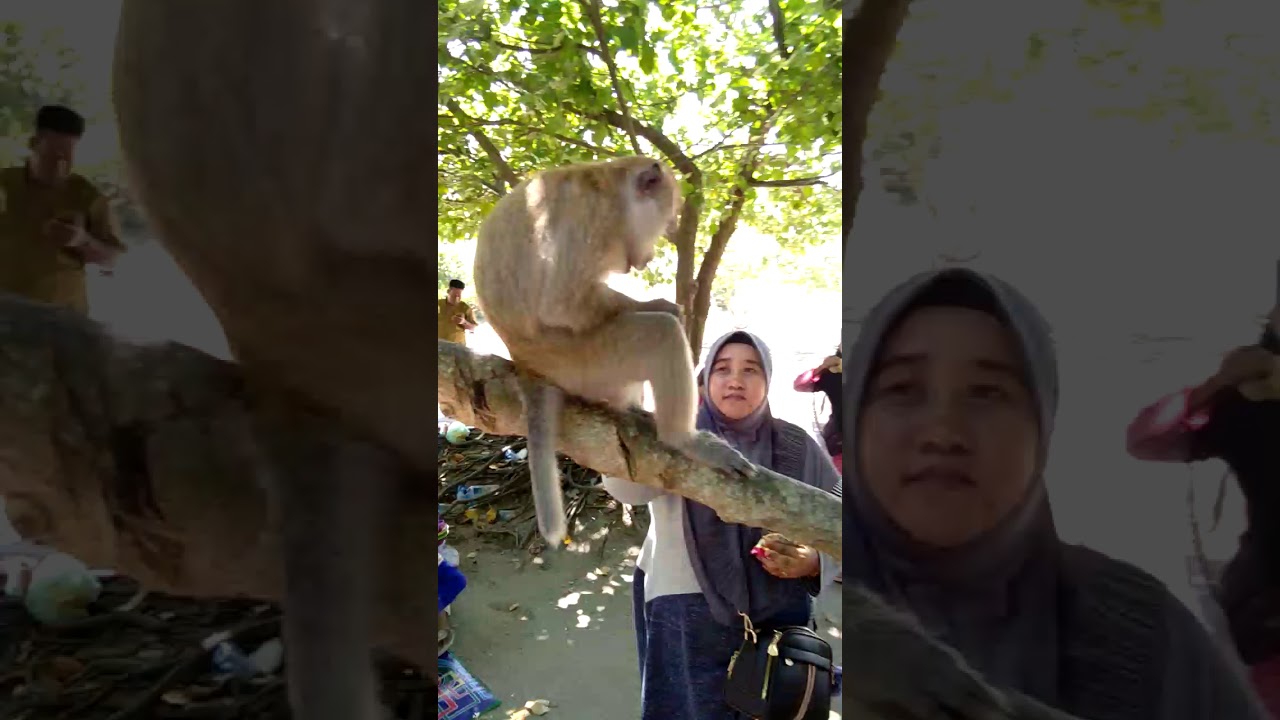 Beri makan moyet