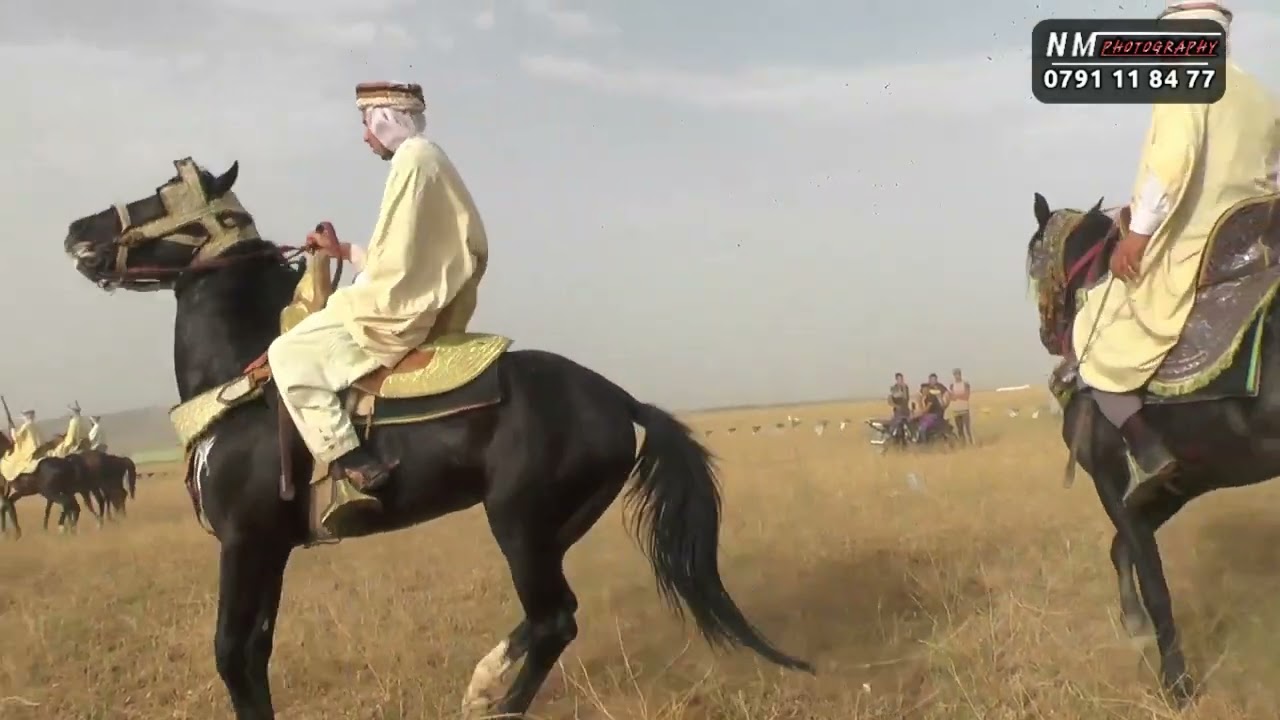 فرسان بئر حدادة عريس سلمان بن لقريشي ضواوقة
