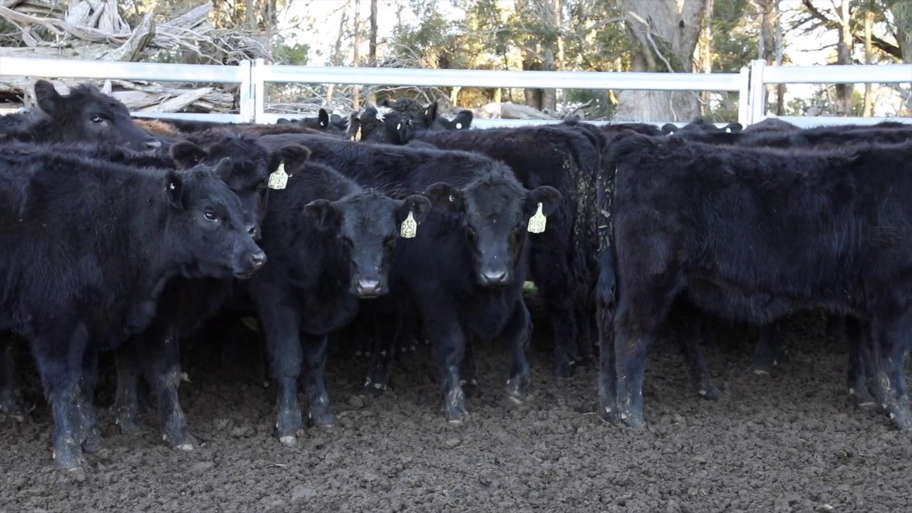 See how to use Cydectin Long Acting Injection for Cattle