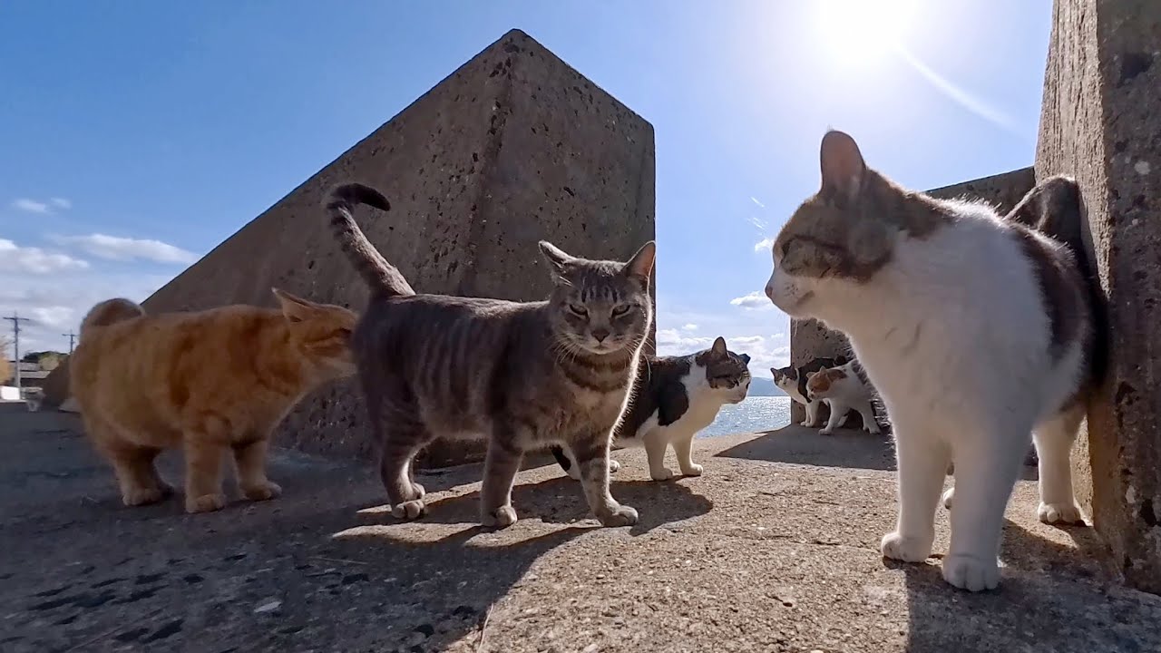 海辺で開催されていた猫の集会に参加してきたら可愛さが限界突破した