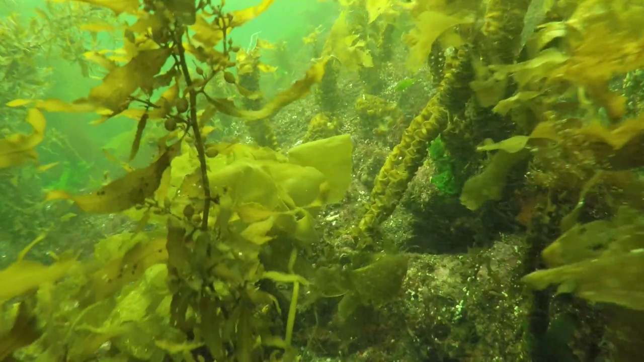 Undaria Breaksea, Fiordland
