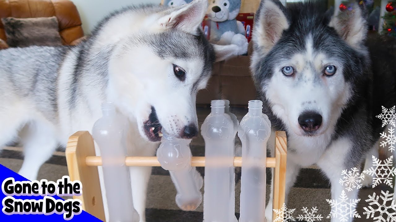 Testing My Dog's Intelligence | Mystery Box Unboxing from Joey and Steel the Husky