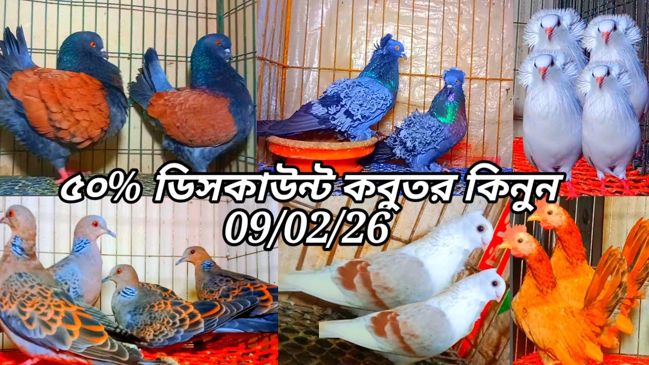 50% ডিসকাউন্ট কবুতর কিনুন খামারি ফরহাদ ভাইয়ের কাছ থেকে 1000 টাকার কবুতর 500 টাকা