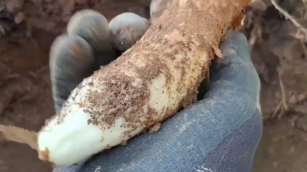 บ่หมานแต่ผู้บ่ขุด มันแซงป่า🥔🥔🥔