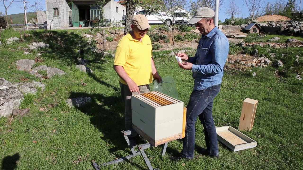 Hvatač za roj i ulje limunske trave - Lemongrass oil in honeybee swarm trap