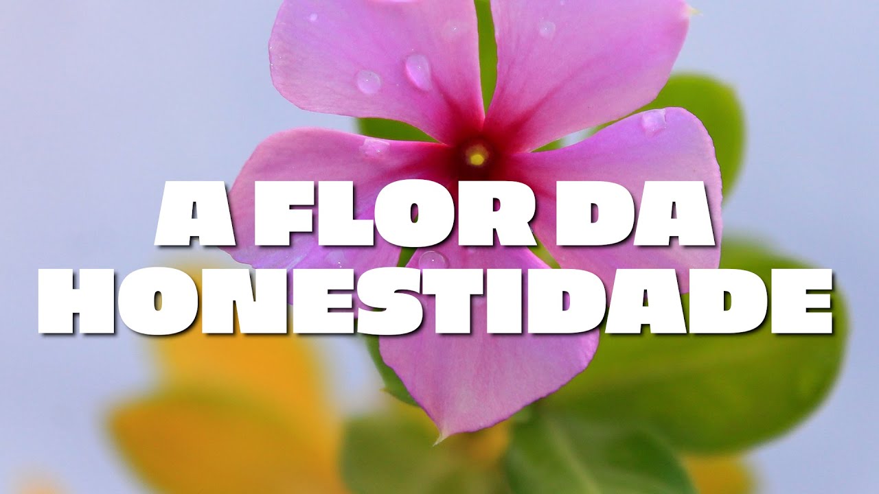 A flor da honestidade - História para reflexão sobre HONESTIDADE