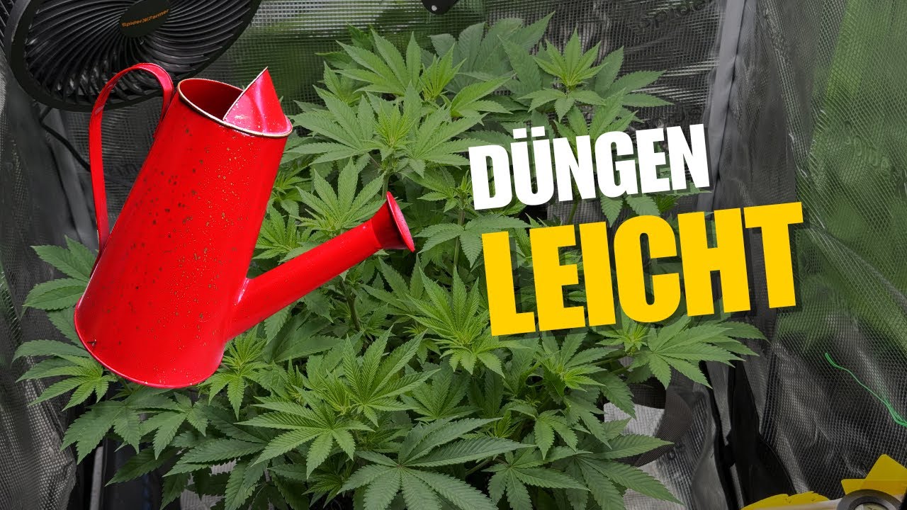 Cannabis richtig düngen: pH, EC & CalMag verständlich erklärt