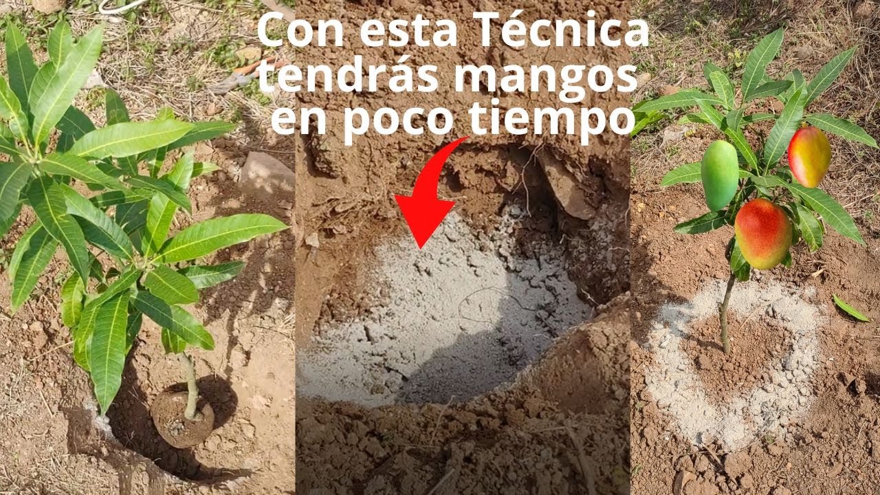 Increíble Siembra de Mango, para que tengas mango en muy poco tiempo