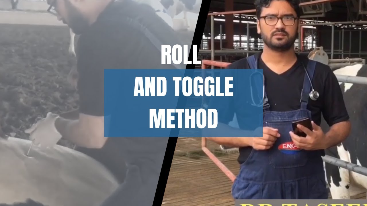 LDA toggle |Roll and Toggle method |Left Displacement of Abomasum |LDA surgery |DairyScientists 2022